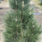 Borovica čierna (Pinus nigra) ´GREEN TOWER´ - výška: 120-140 cm, kont. C35L